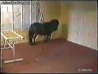 Chat Room For Gay And Dog
