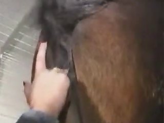 11e1qgirl Mare Eating Horses Pussy