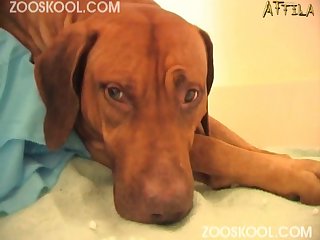 Dog Xvideos
