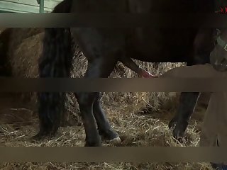 3d Porn Bestiality