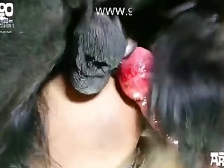 Group Bestiality Porn