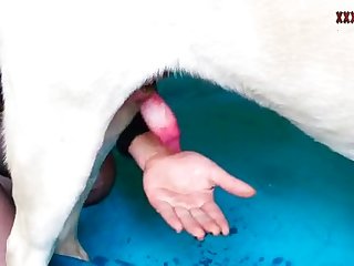 Harley Quinn Animal Porn