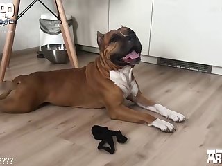Porn Animal Xnxx