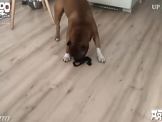 Porn Animal Xnxx