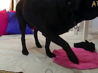 Animal Porn Gone Wrong