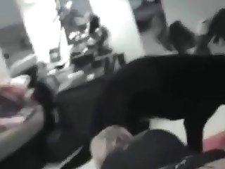 Animal Lords Porn