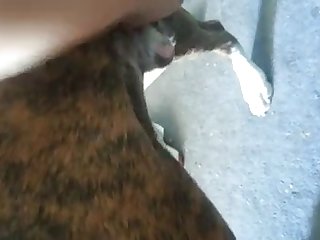 Porn Animal Free