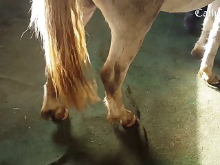 Zoophilia Porn Site List