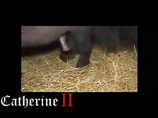 Zoo Tube Vids