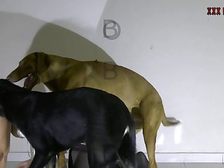 Zoofilia De Cerdo