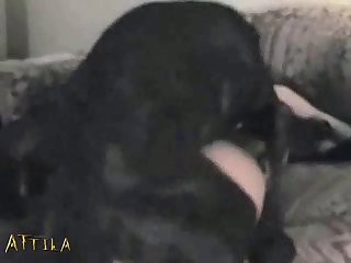 Zoofilia Com Onca