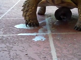 Porn Extreme Beating