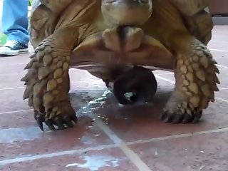 Porn Extreme Beating