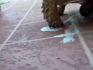 Porn Extreme Beating