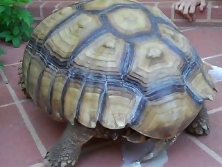 Porn Extreme Beating