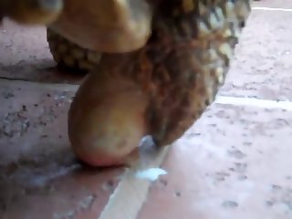 Porn Extreme Beating