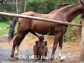 Dog Oral Sex