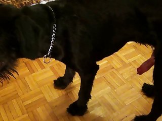 Dog Fuck Pic