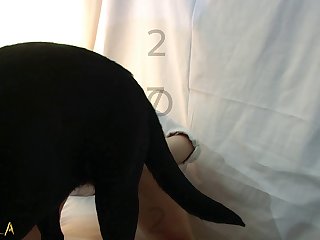 Sex Woman With Animal