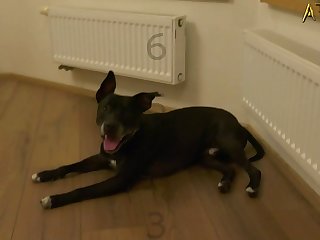 Treated Like A Dog Porn