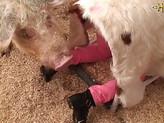 Ai Horse Dick Porn