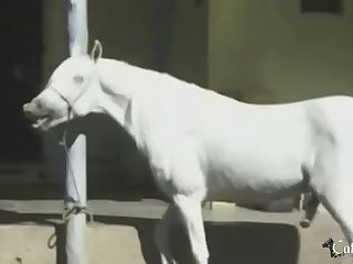 Zoofilia Mujeres Hermosas