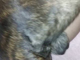 Zoofilia Perro Grande Xxx