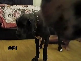 Gozando Dentro Zoofilia