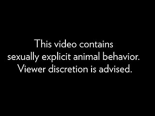 22.monkey Fucking Deer