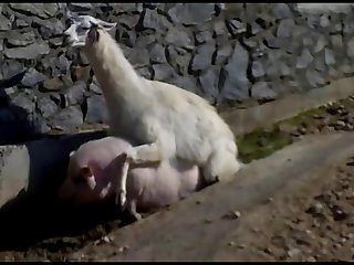 10.lama Fucking Goat