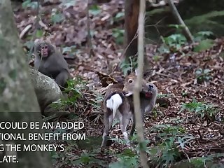 22.monkey Fucking Deer