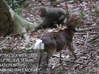 22.monkey Fucking Deer