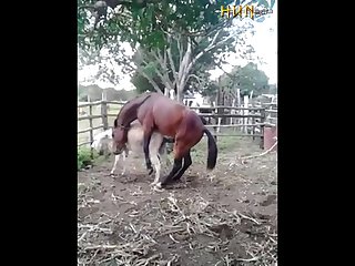 37.horse Fucking Donkey