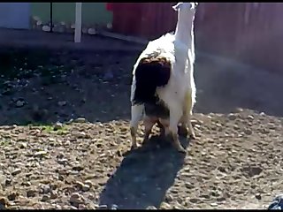 10.lama Fucking Goat