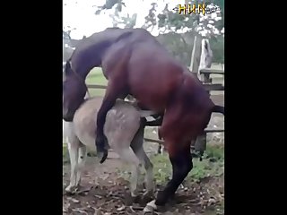 37.horse Fucking Donkey