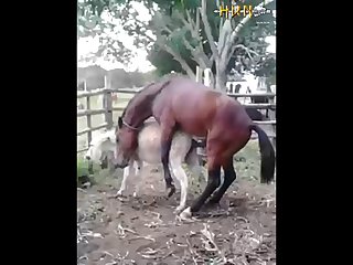 37.horse Fucking Donkey
