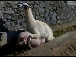 10.lama Fucking Goat
