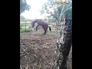 37.horse Fucking Donkey