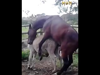 37.horse Fucking Donkey