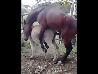 37.horse Fucking Donkey