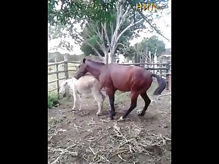 37.horse Fucking Donkey