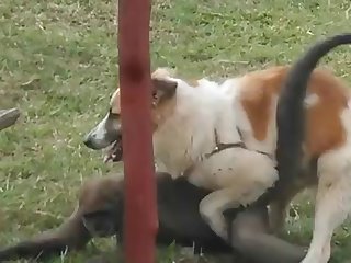 9.dog Fucking Monkey
