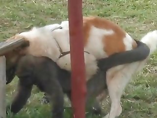 9.dog Fucking Monkey