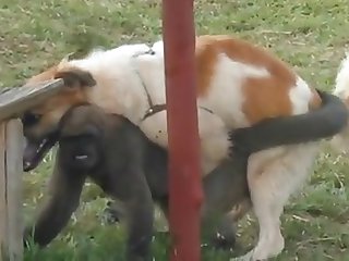 9.dog Fucking Monkey