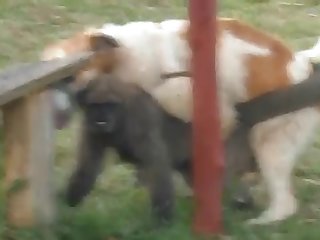 9.dog Fucking Monkey