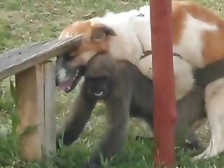 9.dog Fucking Monkey