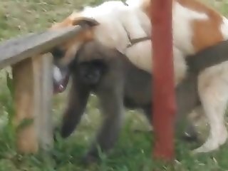 9.dog Fucking Monkey
