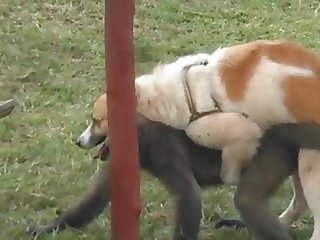 9.dog Fucking Monkey