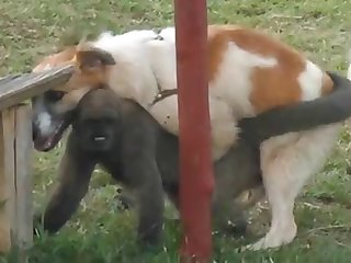 9.dog Fucking Monkey