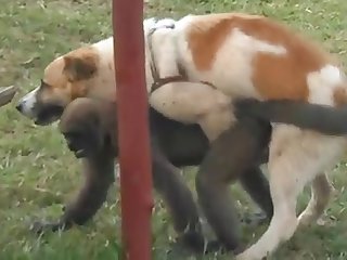 9.dog Fucking Monkey